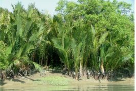 সুন্দরবন-এ শুরু হলো গোলপাতা আহরণ মৌসুম