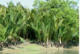 সুন্দরবন-এ শুরু হলো গোলপাতা আহরণ মৌসুম