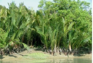 সুন্দরবন-এ শুরু হলো গোলপাতা আহরণ মৌসুম