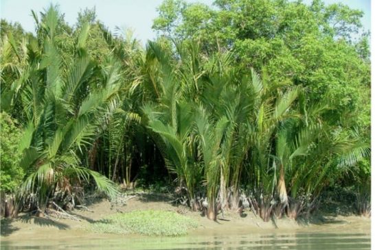 সুন্দরবন-এ শুরু হলো গোলপাতা আহরণ মৌসুম