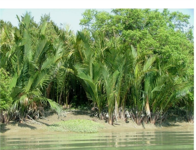 সুন্দরবন-এ শুরু হলো গোলপাতা আহরণ মৌসুম