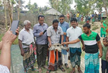 কলারোয়া খোরদো বাওড়ের ধরা পড়ল ২৫ কেজি ওজনের কচ্ছপ