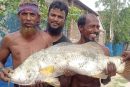 আশাশুনিতে জেলের জালে ১৫ কেজির কুরাল, দর্শনার্থীদের ভীড়