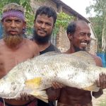 আশাশুনিতে জেলের জালে ১৫ কেজির কুরাল, দর্শনার্থীদের ভীড়