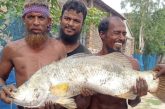 আশাশুনিতে জেলের জালে ১৫ কেজির কুরাল, দর্শনার্থীদের ভীড়