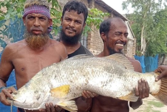 আশাশুনিতে জেলের জালে ১৫ কেজির কুরাল, দর্শনার্থীদের ভীড়