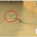 চট্টগ্রামে সাপের কামড়ে আহত অন্তত ৭৫ জন