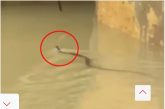 চট্টগ্রামে সাপের কামড়ে আহত অন্তত ৭৫ জন