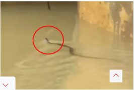 চট্টগ্রামে সাপের কামড়ে আহত অন্তত ৭৫ জন