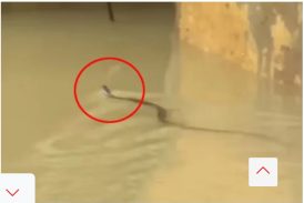 চট্টগ্রামে সাপের কামড়ে আহত অন্তত ৭৫ জন