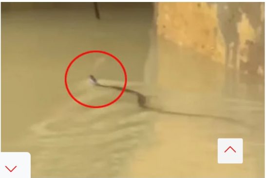 চট্টগ্রামে সাপের কামড়ে আহত অন্তত ৭৫ জন