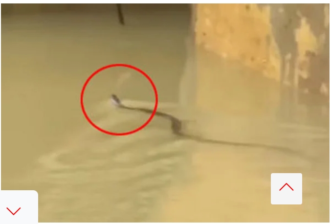 চট্টগ্রামে সাপের কামড়ে আহত অন্তত ৭৫ জন