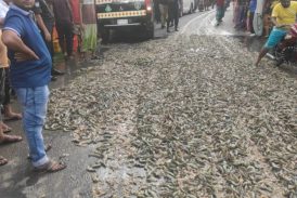 আশাশুনিতে মোবাইল কোর্ট পরিচালনা: ১৩ লক্ষ টাকার বাগদা জব্দপূর্বক বিনষ্ট 