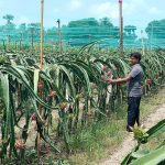 কলারোয়ায় ড্রাগন ফল চাষে সফল মাসুম