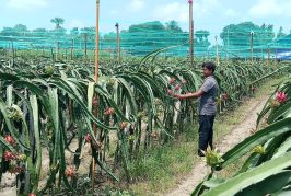 কলারোয়ায় ড্রাগন ফল চাষে সফল মাসুম