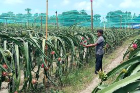 কলারোয়ায় ড্রাগন ফল চাষে সফল মাসুম