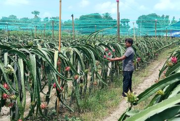 কলারোয়ায় ড্রাগন ফল চাষে সফল মাসুম