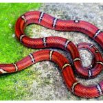 রাঙামাটিতে বিরল ‘হোয়াইট-বার্ড কুকরি’ সাপ উদ্ধার