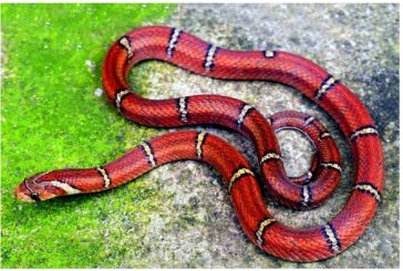 রাঙামাটিতে বিরল ‘হোয়াইট-বার্ড কুকরি’ সাপ উদ্ধার