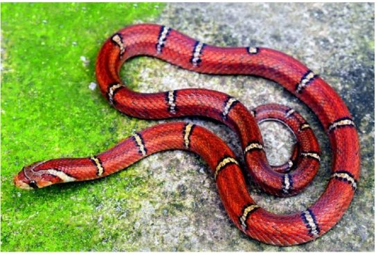 রাঙামাটিতে বিরল ‘হোয়াইট-বার্ড কুকরি’ সাপ উদ্ধার