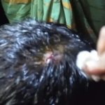 কালিগঞ্জে ঘেরের মাছ চুরির প্রতিবাদ করায় হামলার অভিযোগ