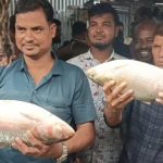 ভোলায় দুই ‘রাজা ইলিশ’ বিক্রি হলো ১৩ হাজারে