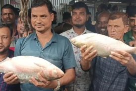 ভোলায় দুই ‘রাজা ইলিশ’ বিক্রি হলো ১৩ হাজারে
