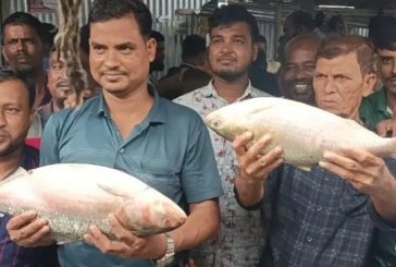 ভোলায় দুই ‘রাজা ইলিশ’ বিক্রি হলো ১৩ হাজারে