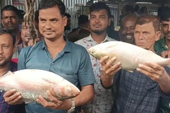 ভোলায় দুই ‘রাজা ইলিশ’ বিক্রি হলো ১৩ হাজারে