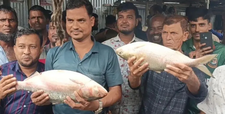 ভোলায় দুই ‘রাজা ইলিশ’ বিক্রি হলো ১৩ হাজারে