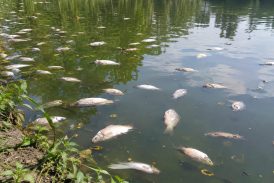 কয়রায় পুকুরে বিষ প্রয়োগের অভিযোগ, ৫০ হাজার টাকার মাছ নিধনের দাবি