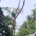 আশাশুনির ফকরাবাদে রাস্তার পাশে বৃহৎ আকৃতির মরা গাছ।।জীবনের ঝুঁকি পথচারীদের চলাচলে