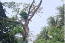 আশাশুনির ফকরাবাদে রাস্তার পাশে বৃহৎ আকৃতির মরা গাছ।।জীবনের ঝুঁকি পথচারীদের চলাচলে