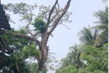 আশাশুনির ফকরাবাদে রাস্তার পাশে বৃহৎ আকৃতির মরা গাছ।।জীবনের ঝুঁকি পথচারীদের চলাচলে