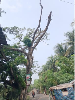 আশাশুনির ফকরাবাদে রাস্তার পাশে বৃহৎ আকৃতির মরা গাছ।।জীবনের ঝুঁকি পথচারীদের চলাচলে